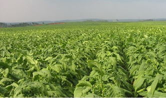 烟草大王退休，烟草专业为何依旧火热？