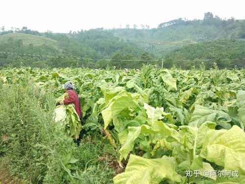 大凉山深处的“金色烟叶” 产业扶持与生态挑战的双重奏