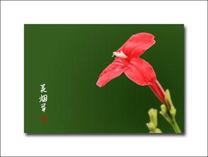 花烟草与烟草 同源异趣的植物双生