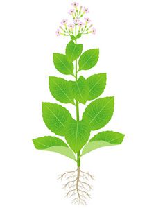 烟草中的放射性 鲜为人知的健康隐患