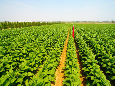 烟草种植 从烟地选择到收获的农业实践